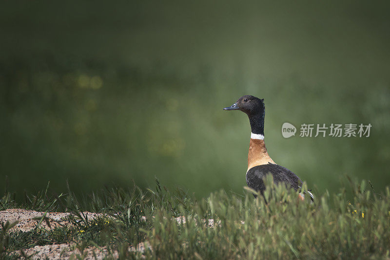 澳大利亚贝壳鸭(Tadorna tadornoides)